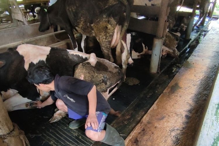 Dudung menceritakan kejadian PMK yang menyerang kandangnya di Blok Cigeureung Kelurahan Cigugur, Kecamatan Cigugur, Kabupaten Kuningan, Kamis (2/6/2022). Seluruh ekor sapi di kandangnya yang berjumlah 13 ekor, terinfeksi PMK, 2 ekor potong paksa, 1 ekor mati.