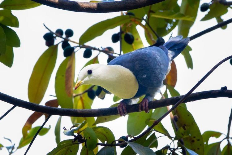 Burung Walik Putih yang merupakan salah satu burung yang berada di Taman Nasional Kakadu