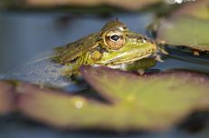 BNN Sumbar Bongkar Peredaran 100 Paket Ganja di Agam, 3 Orang Diamankan