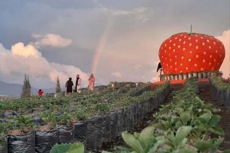 Kebun Stroberi di Desa Wisata Alahan Panjang, Kabupaten Solok, Sumatera Barat