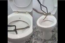 Viral Video Ular di Dalam Toilet, Ini Kata Herpetolog