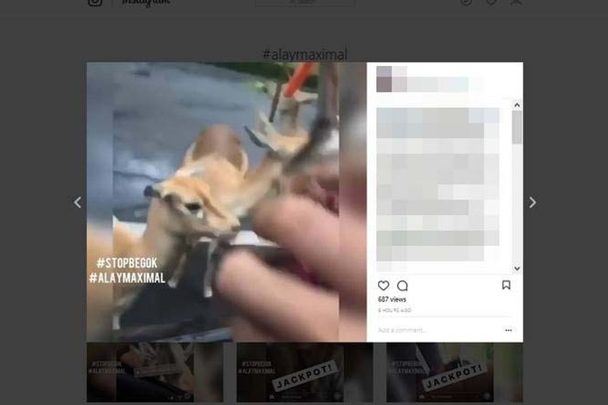 Sebuah video yang mempertontonkan kejahilan sejumlah pengunjung saat berada di Taman Safari Indonesia, Puncak, Bogor, Jawa Barat, viral dan membuat geram netizen pengguna media sosial Instagram. Di video ini, pengunjung menuangkan minuman dalam botol ke mulut rusa sehingga membuatnya kabur.