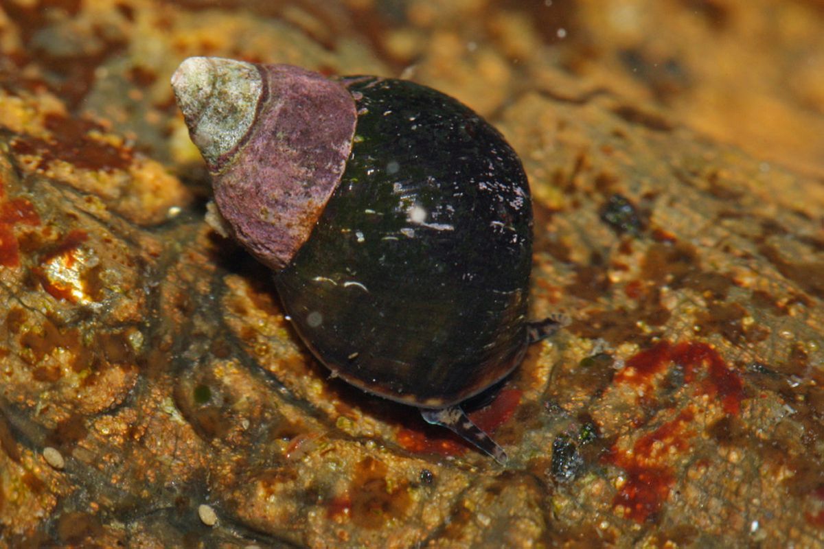 Littorina scutulata, siput laut