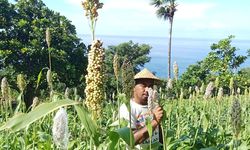 Proyek Bioetanol Kurang Libatkan Petani, Intensifikasi Lahan Perkebunan Belum Optimal