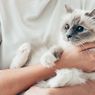 8 Tanda Kucingmu Harus Dibawa ke Dokter 