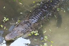 Damkarmat Ungkap Penyebab Buaya yang Muncul di Makassar Sulit Dievakuasi