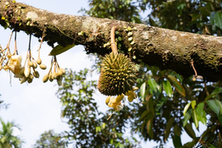 Tanaman durian berbunga