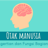 Otak Manusia: Pengertian dan Fungsi Bagiannya