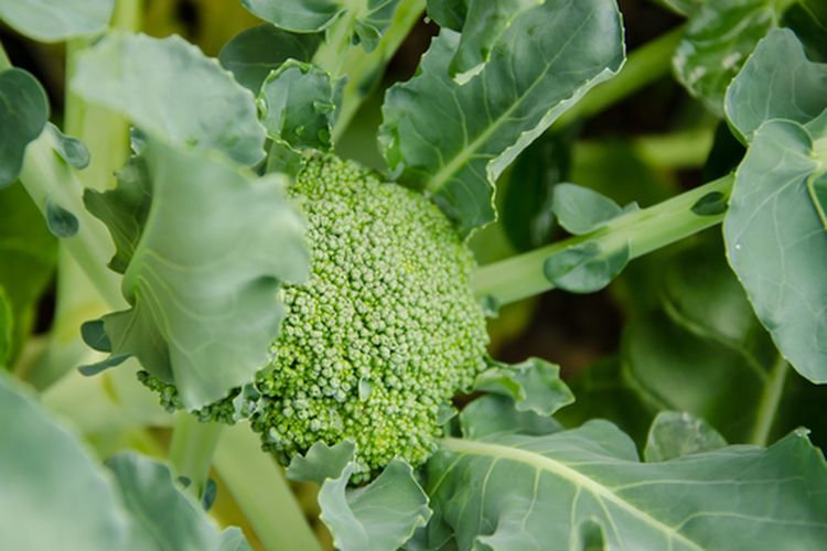 Ilustrasi budidaya brokoli