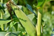 Ilmuwan Desak Pemimpin Global Batasi Biofuel Berbasis Tanaman