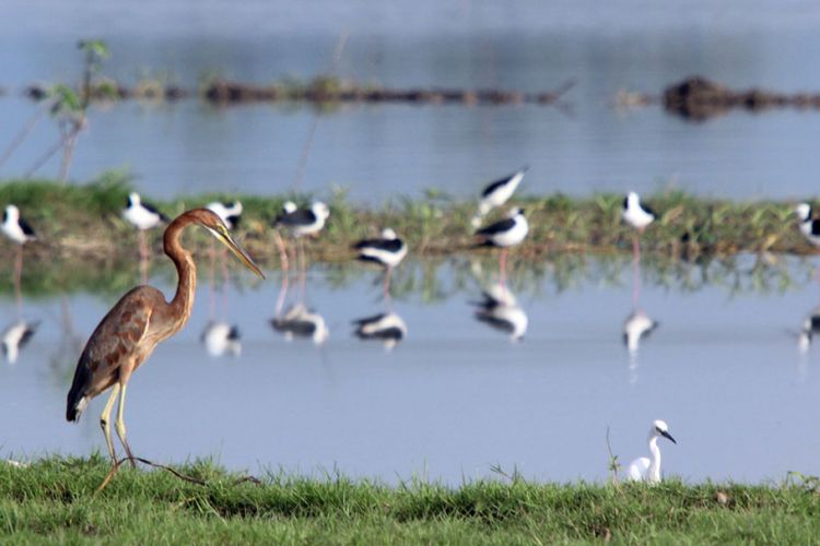 Cangak merah dan sejumlah burung air di Danau Limboto, Gorontalo. 