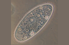 Paramecium: Pengertian, Ciri-ciri, Bagiain Tubuh, dan Cara Reproduksi