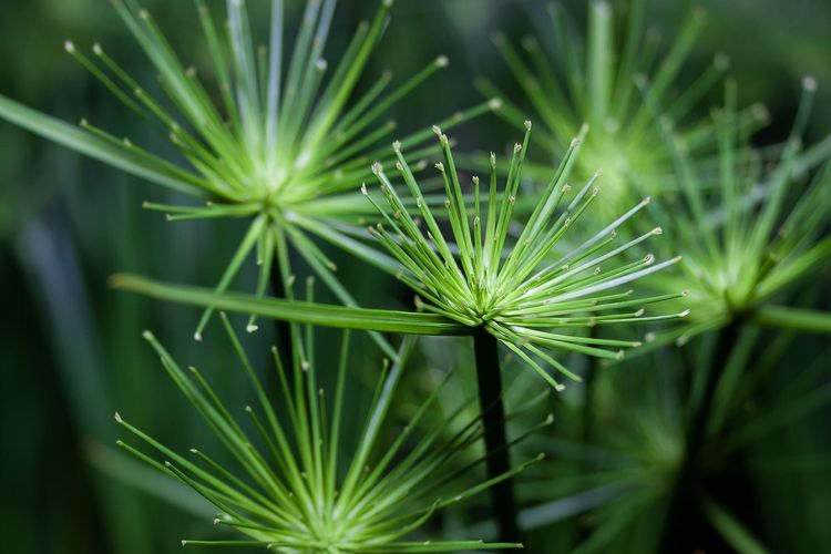 Cyperus