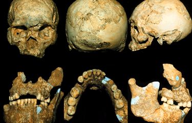 Homo soloensis dan homo wajakensis adalah pendukung peradaban zaman....