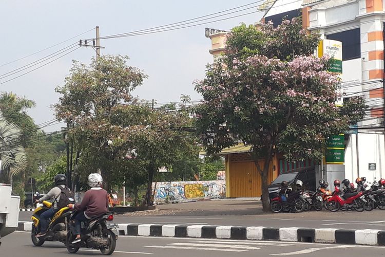 Pohon Tabebuya di sekitar Jalan Jemursari Surabaya