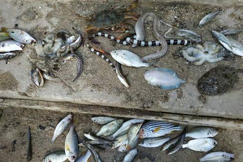 Ratusan Ikan dan Biota Laut Mati Mendadak di Maluku, Warga Resah