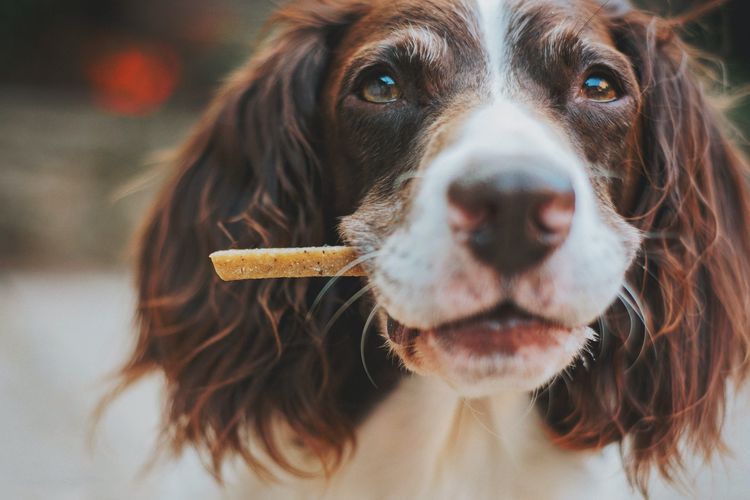Jangan sembarangan memberikan makanan manusia kepada anjing. Beberapa bahan makanan bisa mencederai jantung, ginjal dan saluran cerna anjing.