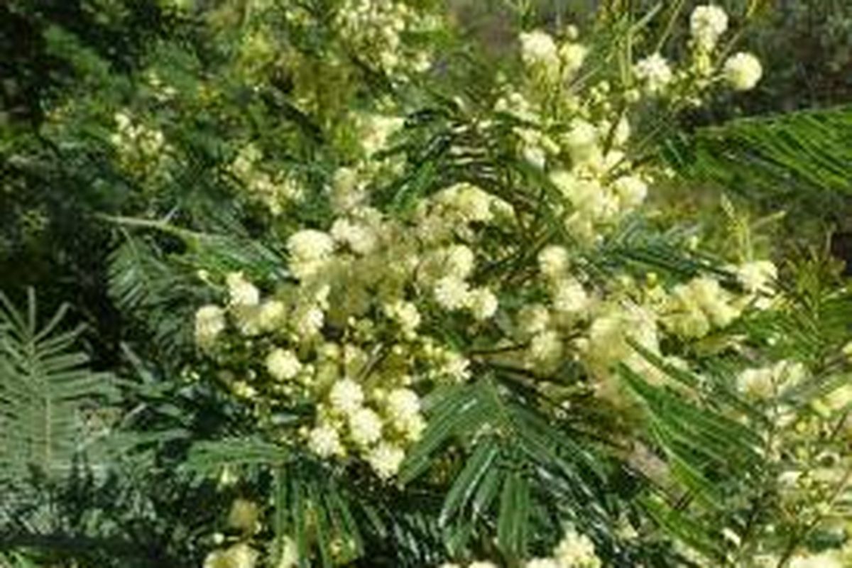 Acacia deccurens, jenis tanaman menjadi invasif di ekosistem Merapi.