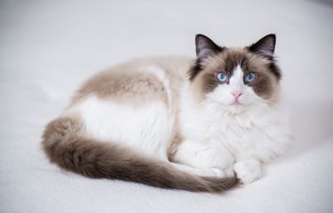 Ilustrasi ras Ragdoll, kucing paling populer di dunia.
