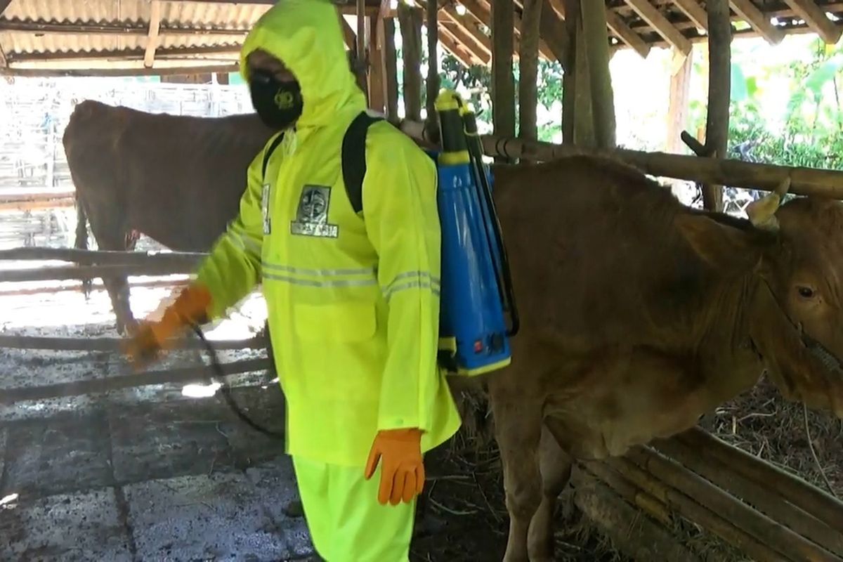 Salah satu anggota Polsek Sudimoro Pacitan Jawa Timur, menyemprotkan desinfektan ke kandang dan hewan ternak mencegah penyakit mulut dan kuku, Senin (06/06/2022).