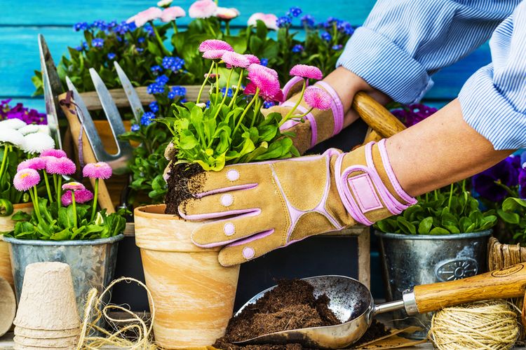 Illustration of caring for ornamental plants, potted plants. 