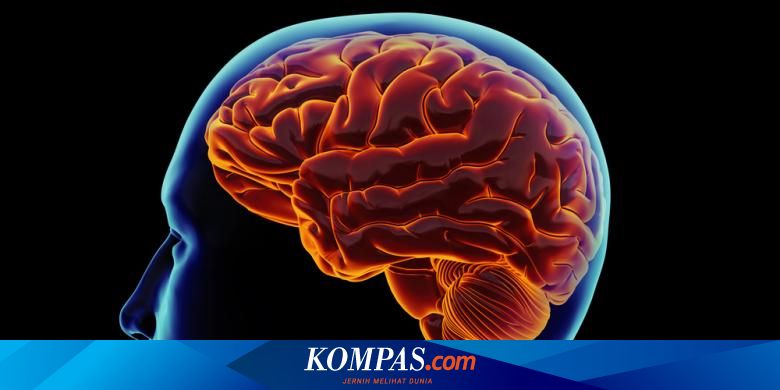 Apa Beda Otak Kanan Dan Kiri