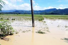 500 Hektare Padi di Luwu Rusak Terendam Banjir 