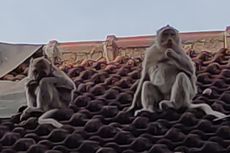 Kawanan Monyet Ekor Panjang di Situbondo Rusak Permukiman Warga dan RS