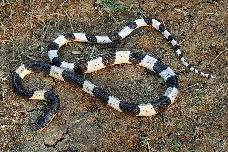 Foto ular weling yang ditemukan di Karawang, Jawa Barat.