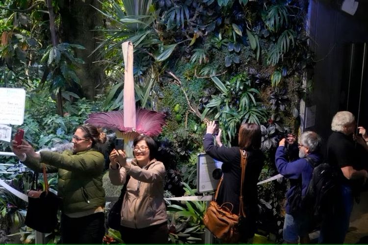 Para pengunjung menyaksikan bunga bangkai yang tengah mekar di California Academy of Sciences' Osher Rainforest, San Francisco, pada 28 Februari 2024.