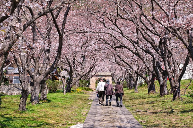 Ilustrasi sakura bermekaran di Hokkaido, Jepang.