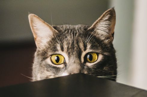 Apakah Kucing Peliharaan Bisa Menonton dan Memahami Acara di TV?