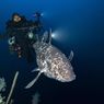 Ikan Purba yang Telah Punah 70 Juta Tahun Lampau Ditemukan Kembali di Perairan Maluku