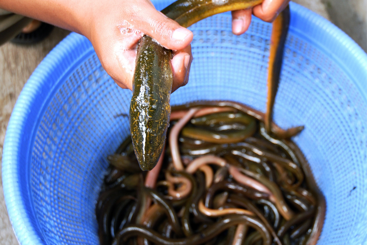 Ilustrasi belut itu ular atau ikan?