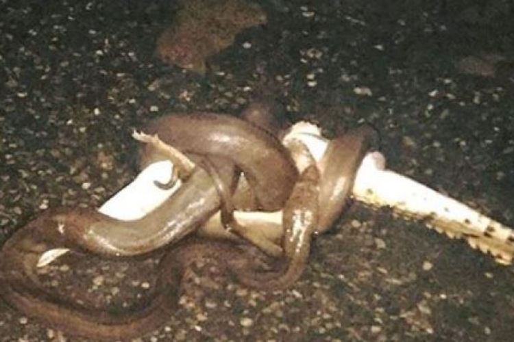 Seekor ular piton besar tengah membelit seekor buaya yang dimangsanya di kawasan Sungai Kimberly, Australia Barat.