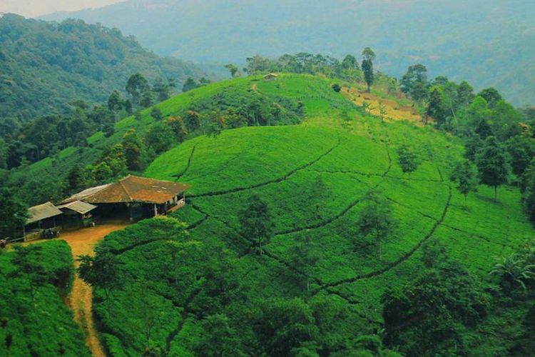 Kebun Teh Cipasung Lemahsugih di Desa Cipasung, Kecamatan Lemahsugih, Kabupaten Majalengka,  Jawa Barat. 