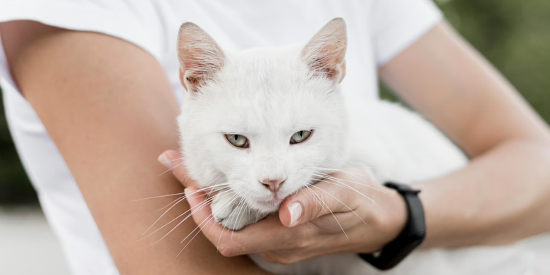 apa yang kucing pikirkan tentang pemiliknya?