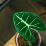 Ini Penyebab Daun Alocasia Layu dan Solusinya