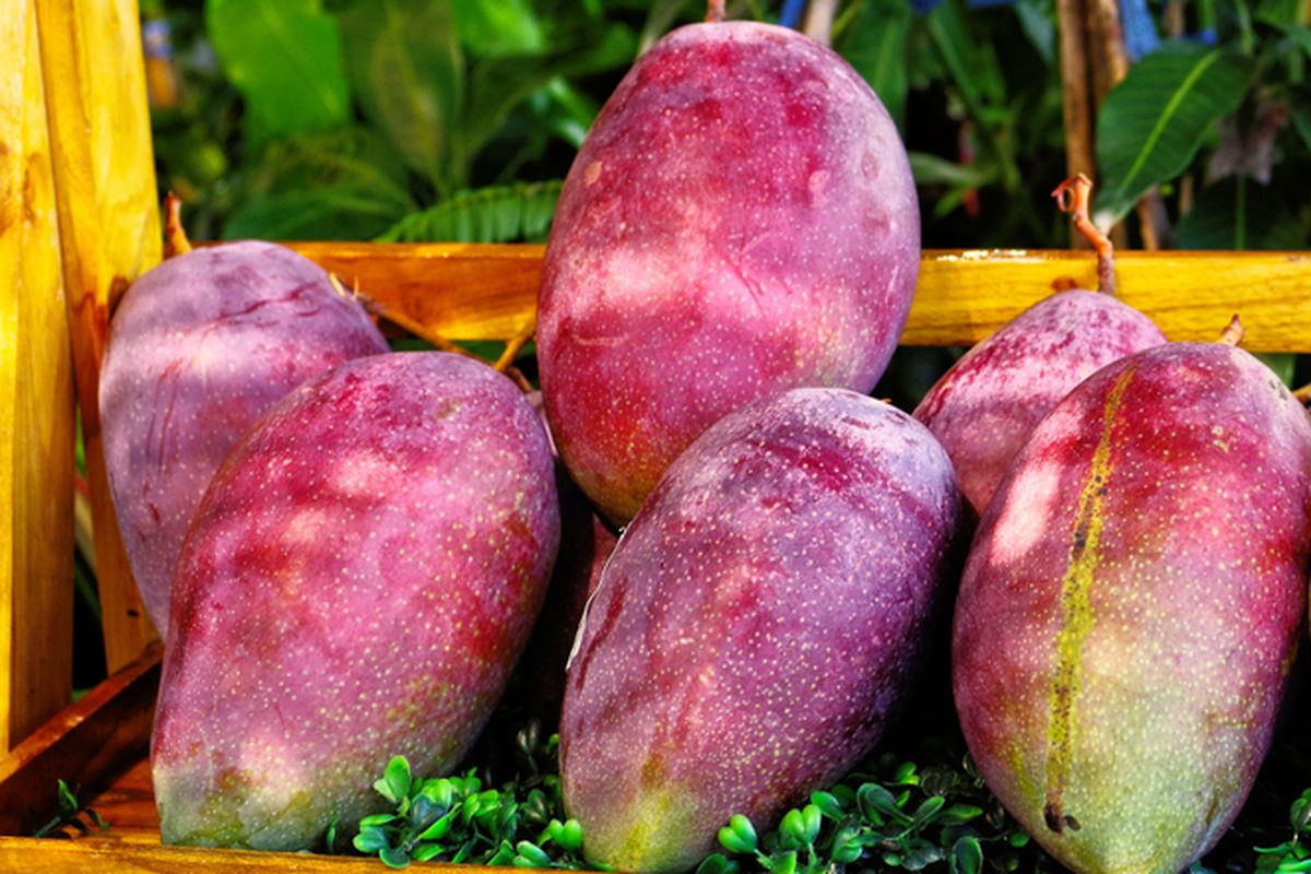 Ilustrasi mangga Emperor. Ini adalah varietas mangga unggul dari Taiwan, namun banyak dibudidayakan oleh petani di Thailand.