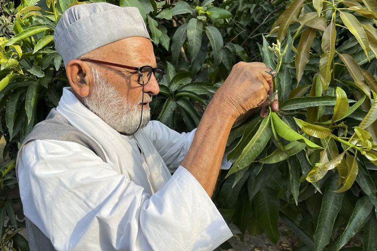 Kaleem Ullah Khan (82), pria India penghasil lebih dari 300 varietas mangga dengan pohon berusia 120 tahun.