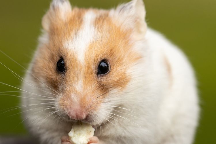 Penyakit Ekor Basah Pada Hamster Penyebab Gejala Dan Penanganannya Halaman All Kompas Com