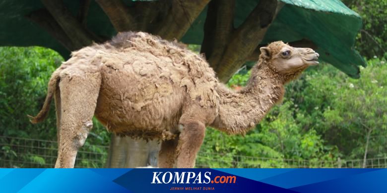 Penjaga Kebun Binatang Digigit Unta Hingga Alami Luka Serius Halaman All Kompas Com