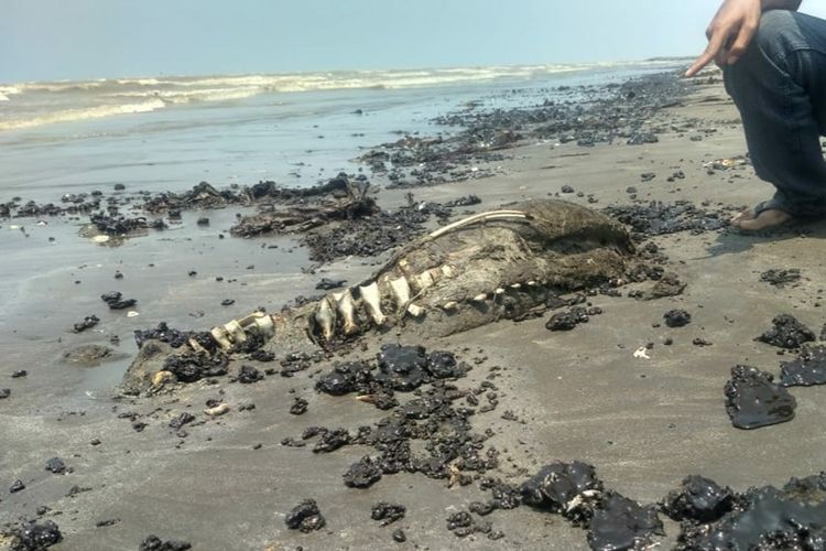 Tim verifikator mengambil sampel bangkai lumba-lumba di Pantai Pelangi, Sungai Buntu, Karawang, Jumat (6/9/2019).