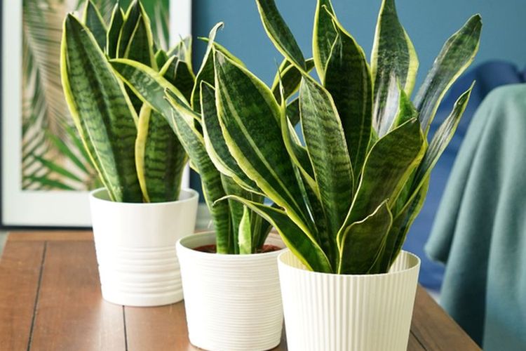 Ilustrasi tanaman lidah mertua di dalam ruangan. 