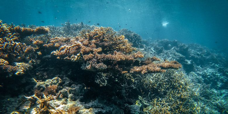 Ilustrasi terumbu karang di spot Lava Flow di dekat Banda Neira, Maluku. 