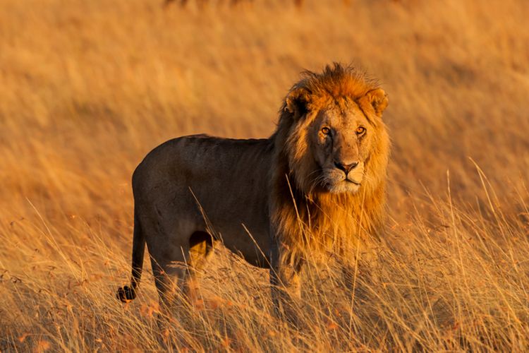 Ilustrasi singa. Singa jantan liar diyakini sebagai salah satu yang tertua di dunia telah mati ditombak oleh penggembala.