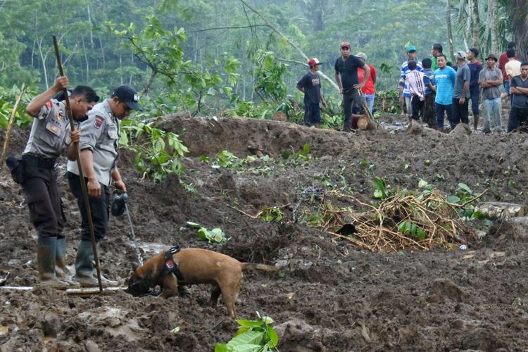 Anggota polisi dengan bantuan Unit Satwa K9 Polda Jawa Timur mencari korban bencana longsor di Desa Jambesari, Sumberbaru, Jember, Jawa Timur, Selasa (17/10). Polda Jawa Timur menurunkan tiga anjing pelacak untuk memaksimalkan pencarian tiga korban bencana longsor yang belum ditemukan. 