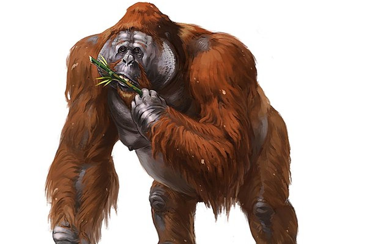 Gigantopithecus, kerabat orangutan purba yang berukuran raksasa
