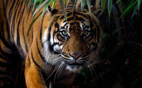  Animals Gone Wild: Indonesian Man Bluffs Sumatran Tiger Into Fleeing