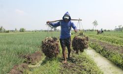 Ikuti Saran Ganjar Pakai Pupuk Organik, Produktivitas Petani Bawang di Brebes Meningkat 30 Persen